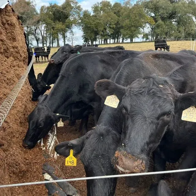 thumbnail for publication: Sorghum Silage as a Feed Alternative for Backgrounding Heifers in Florida